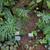 Thaumatophyllum bipinnatifidum