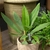 Foliage plant with sword-shaped leaves in decorative pot.