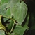 Stem and Leaves