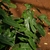 Green foliage of arrowhead-shaped leaves.