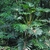 Form