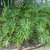 low shrubby aroid with pinnatifid leaves.