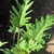 Pinnatifid leaf