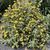 Phlomis fruticosa