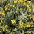Phlomis fruticosa
