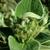 Leaves and buds