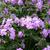 Phlox carolina
