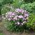 Phlox carolina