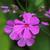 Phlox carolina angusta