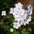 Phlox paniculata