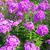 P. paniculata tall phlox