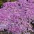 P. douglasii- creeping phlox
