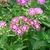 Flower and Leaves