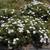 Phlox drummondii