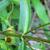Stem and leaf attachment