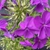 Phlox 'Wanda'