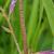 Spotted stem