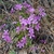 Form