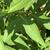 Leaves and stem