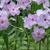 Phlox stolonifera