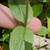 Leaves and stem