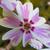 Phlox subulata