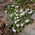 Phlox subulata