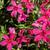 Phlox subulata 'Red Wing'