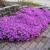 Phlox subulata