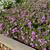 Phlox x Intensia