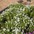 Phlox x Intensia