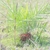 A small, solitary, pinnate-leaved palm growing among grasses.
