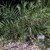A small, solitary, pinnate-leaved palm growing in a garden.