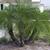 Group planting