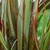 Leaf Blade