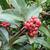 Fruit