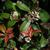 Photinia glabra