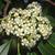 Photinia serratifolia