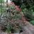 Photinia x fraseri