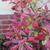 Photinia x fraseri 'Pink Marble'