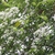 Flowers and Leaves