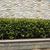 Photinia glabra