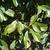 Photinia glabra