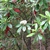 Form