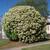 Photinia serratifolia