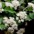 Photinia villosa