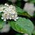 Photinia villosa