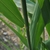 Stem and leaf attachment