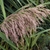 Seed head in Sept.
