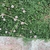 Low growing spreading plant with small flowers